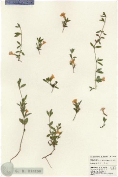 URN_catalog_HBHinton_herbarium_24415.jpg.jpg
