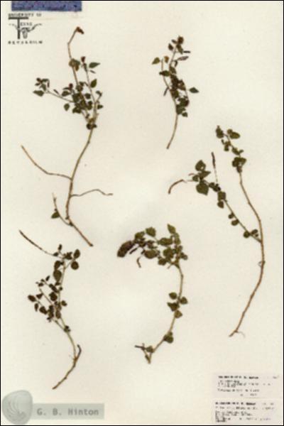 URN_catalog_HBHinton_herbarium_26500.jpg.jpg