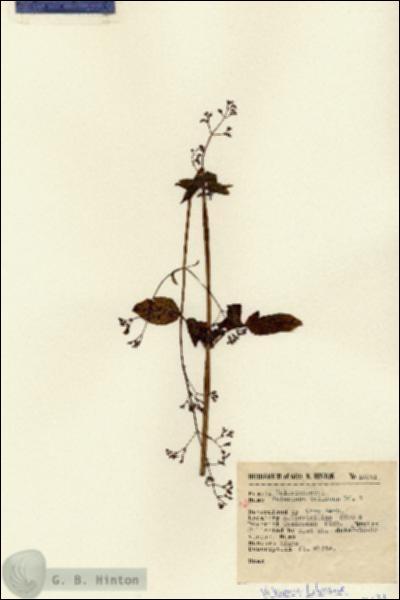 URN_catalog_HBHinton_herbarium_15031.jpg.jpg