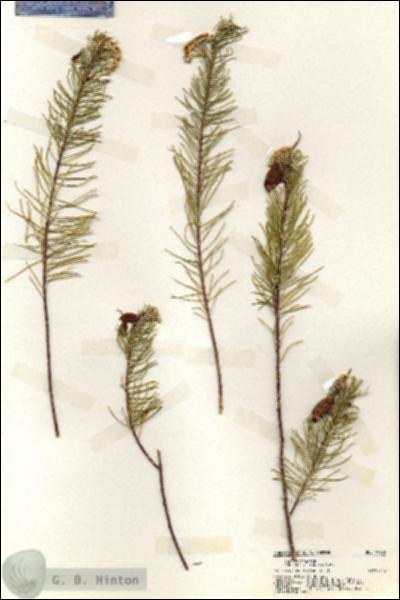URN_catalog_HBHinton_herbarium_19339.jpg.jpg