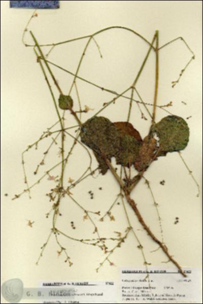 URN_catalog_HBHinton_herbarium_27422.jpg.jpg