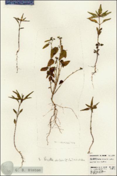 URN_catalog_HBHinton_herbarium_23396.jpg.jpg