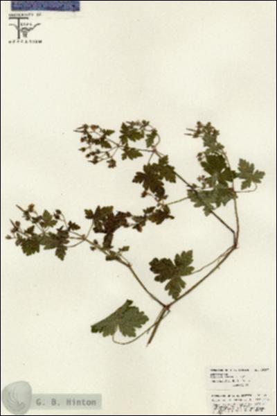 URN_catalog_HBHinton_herbarium_26287.jpg.jpg