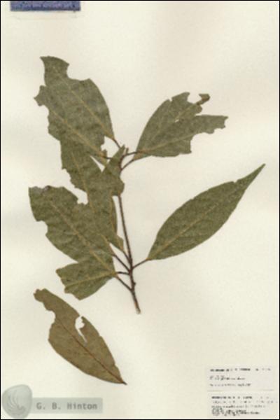 URN_catalog_HBHinton_herbarium_25199.jpg.jpg