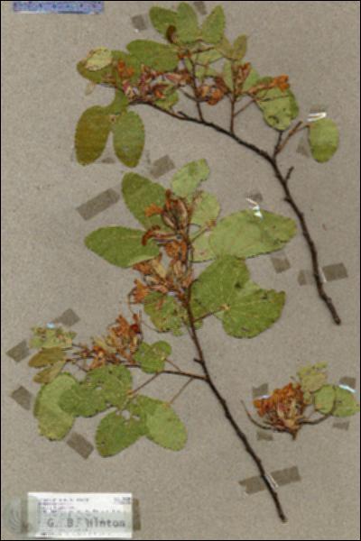 URN_catalog_HBHinton_herbarium_17789.jpg.jpg