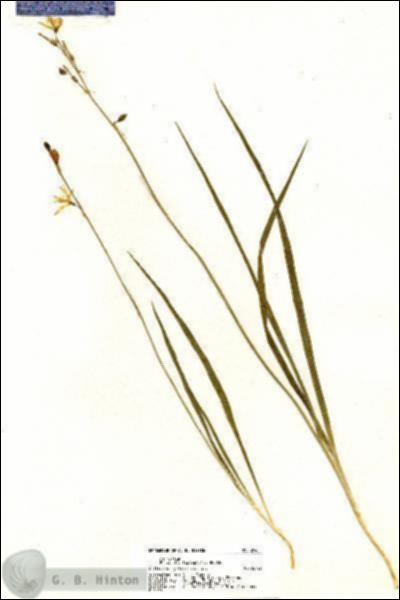URN_catalog_HBHinton_herbarium_20451.jpg.jpg