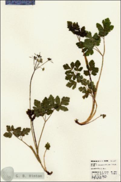URN_catalog_HBHinton_herbarium_22951.jpg.jpg
