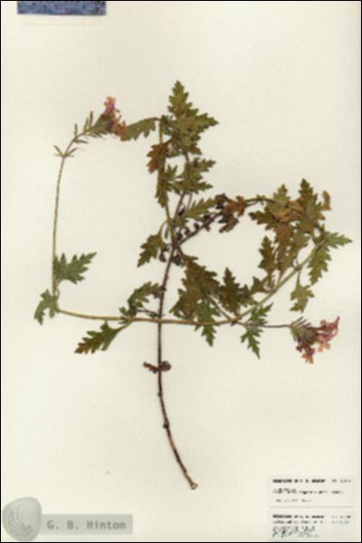 URN_catalog_HBHinton_herbarium_24808.jpg.jpg
