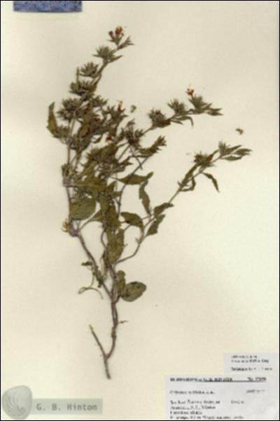 URN_catalog_HBHinton_herbarium_27059.jpg.jpg