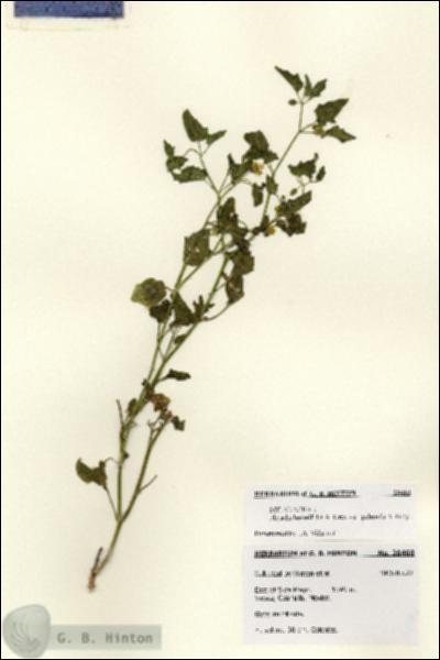 URN_catalog_HBHinton_herbarium_28460.jpg.jpg