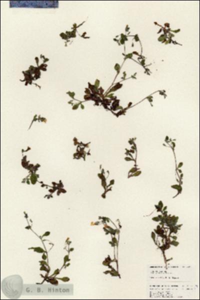 URN_catalog_HBHinton_herbarium_25263.jpg.jpg