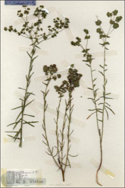 URN_catalog_HBHinton_herbarium_18959.jpg.jpg