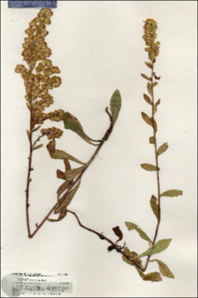 URN_catalog_HBHinton_herbarium_20867.jpg.jpg
