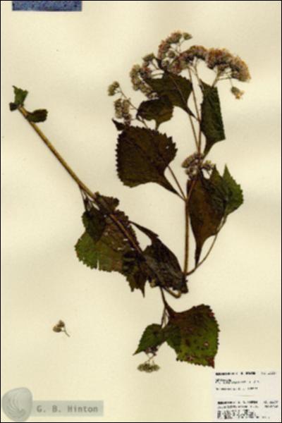 URN_catalog_HBHinton_herbarium_23239.jpg.jpg