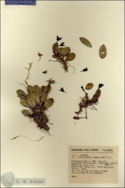 URN_catalog_HBHinton_herbarium_14920.jpg.jpg