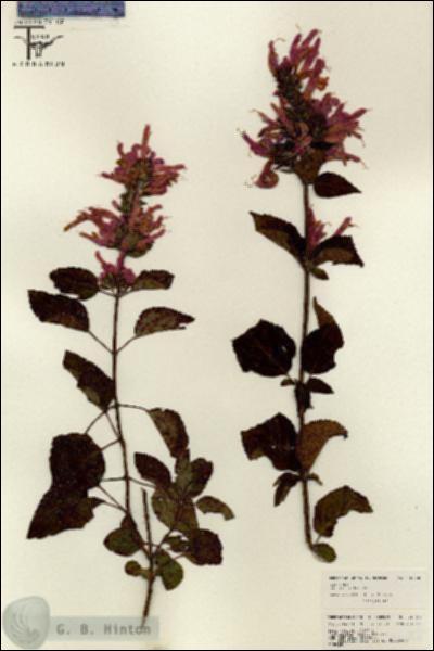 URN_catalog_HBHinton_herbarium_26018.jpg.jpg